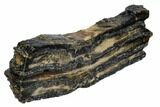 Mammoth Molar Slice With Case - South Carolina #106516-2